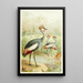Reproduction of the painting East African Crane - Anonymous