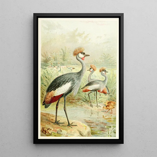 Reproduction of the painting East African Crane - Anonymous