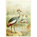 Reproduction of the painting East African Crane - Anonymous