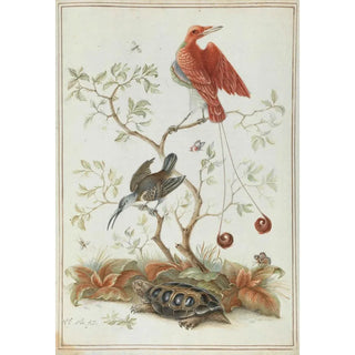 Exotic Birds with Turtle - Anonymous — artwork view