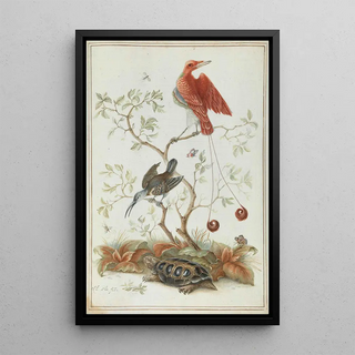 Exotic Birds with Turtle - Anonymous — framed artwork on a wall