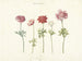Five studies of anemones - Anonymous — artwork view