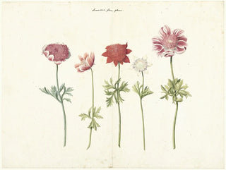 Five studies of anemones - Anonymous — artwork view