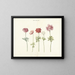 Five studies of anemones - Anonymous — framed artwork on a wall