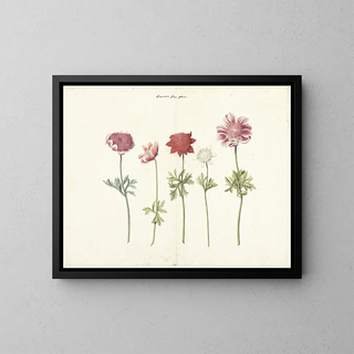 Five studies of anemones - Anonymous — framed artwork on a wall