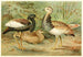 Florican and Macqueen's Bustard - Anonymous — artwork view