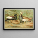 Florican and Macqueen's Bustard - Anonymous — framed artwork on a wall