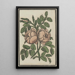 Reproduction of the painting Flower - Anonymous