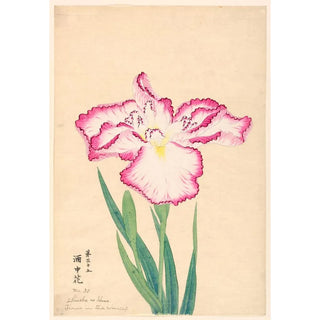 Reproduction of the painting Flower in a Wine Cup Shuchu no Hana - Anonymous