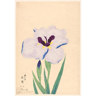 Reproduction of the painting Flower of hollyhock HanaAoi - Anonymous
