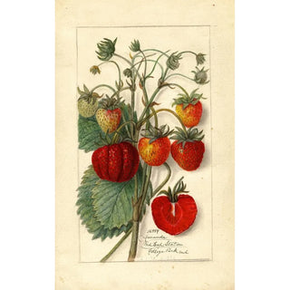 Fragaria Amanda - Anonymous — artwork view