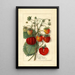 Fragaria Amanda - Anonymous — framed artwork on a wall