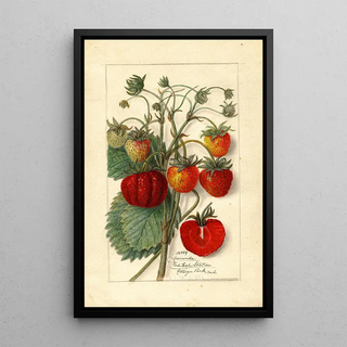 Fragaria Amanda - Anonymous — framed artwork on a wall