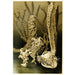 Reproduction of the painting Glass sponges painting - Anonymous
