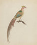 Golden pheasant Chrysolophus pictus - Anonymous — artwork view
