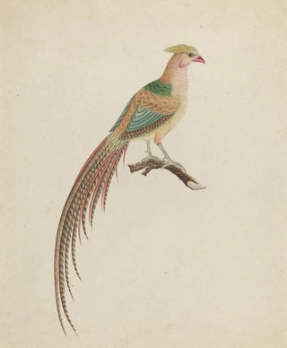 Golden pheasant Chrysolophus pictus - Anonymous — artwork view