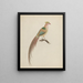 Golden pheasant Chrysolophus pictus - Anonymous — framed artwork on a wall