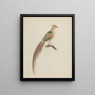 Golden pheasant Chrysolophus pictus - Anonymous — framed artwork on a wall