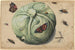 Head of Cabbage with Insects - Anonymous — artwork view