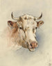 Head of a Bull - Anonymous — artwork view