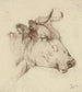Head of Cow - Anonymous — artwork view