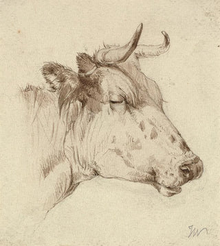 Head of Cow - Anonymous — artwork view