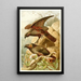 Reproduction of the painting Parrots Kaka - Anonymous