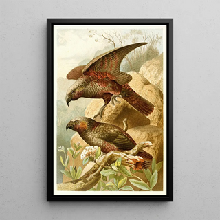 Reproduction of the painting Parrots Kaka - Anonymous