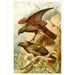 Reproduction of the painting Parrots Kaka - Anonymous