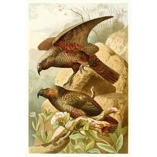 Reproduction of the painting Parrots Kaka - Anonymous