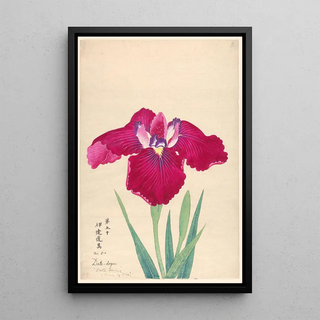 Reproduction of the painting King of Irises Datedogu - Anonymous