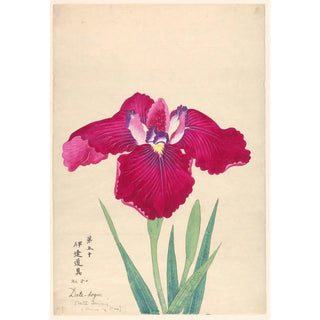 Reproduction of the painting King of Irises Datedogu - Anonymous