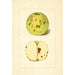 Malus domestica - Anonymous — artwork view