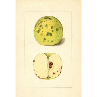 Malus domestica - Anonymous — artwork view