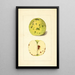 Malus domestica - Anonymous — framed artwork on a wall