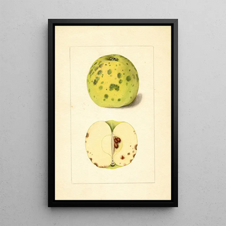Malus domestica - Anonymous — framed artwork on a wall