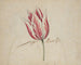 A Tulip - Anonymous — artwork view