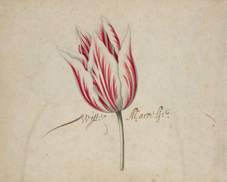 A Tulip - Anonymous — artwork view