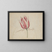 A Tulip - Anonymous — framed artwork on a wall