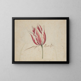 A Tulip - Anonymous — framed artwork on a wall