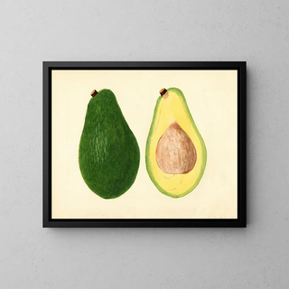 Persea parfaita - Anonymous — framed artwork on a wall