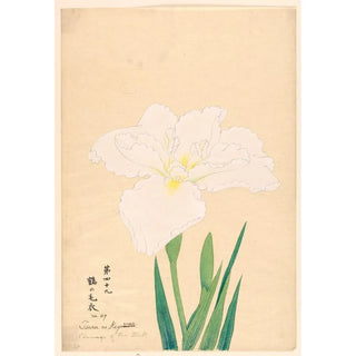 Reproduction of the painting Plumage de la cigogne Tsuru no Kegoromo - Anonyme