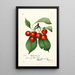 Reproduction of the painting Prunus avium Waterhouse - Anonymous