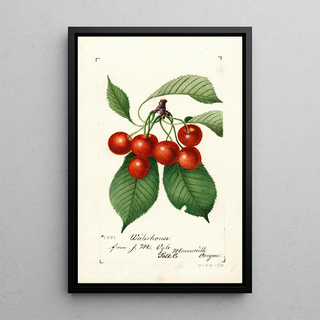 Reproduction of the painting Prunus avium Waterhouse - Anonymous