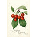 Reproduction of the painting Prunus avium Waterhouse - Anonymous