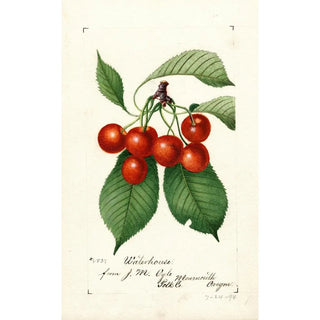 Reproduction of the painting Prunus avium Waterhouse - Anonymous