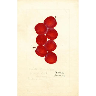 Prunus domestica Coletto - Anonymous — artwork view