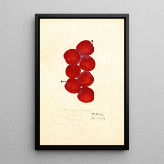 Prunus domestica Coletto - Anonymous — framed artwork on a wall