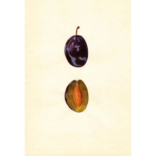 Prunus domestica Stanley - Anonymous — artwork view
