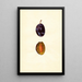 Prunus domestica Stanley - Anonymous — framed artwork on a wall